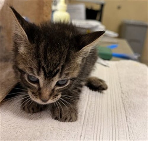 A1916588 - Domestic Short Hair available for adoption
