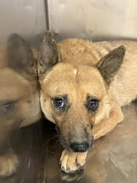 ROSEY - Australian Cattle Dog/Blue Heeler available for adoption