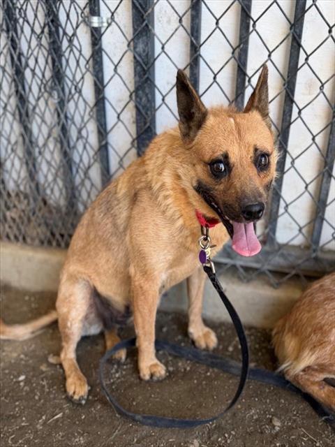 ROSEY - Australian Cattle Dog/Blue Heeler available for adoption