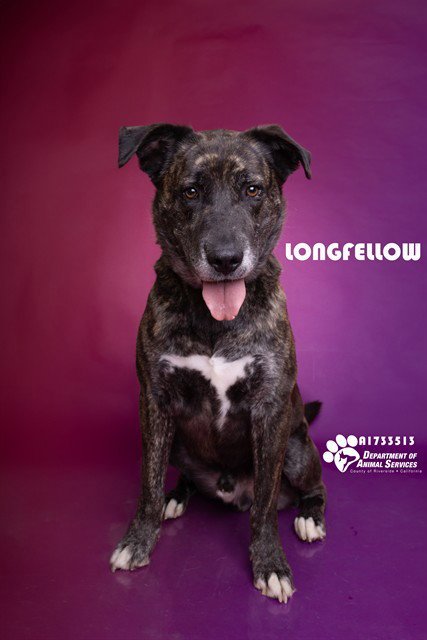 LONGFELLOW Image