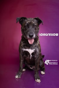 LONGFELLOW - Photo 1