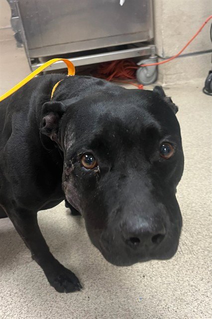 ROXY - Pit Bull Terrier available for adoption
