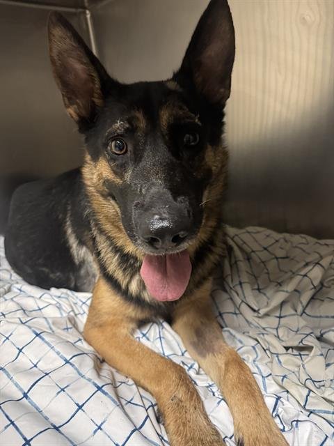 CLARK - German Shepherd Dog available for adoption