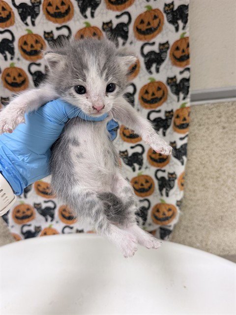 ECLAIR - Domestic Short Hair available for adoption