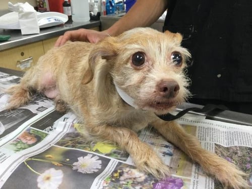 ZELDA - Terrier available for adoption