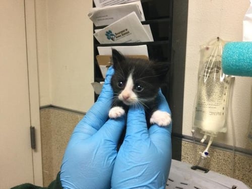A1936835 - Domestic Short Hair available for adoption