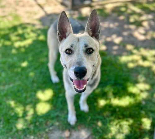 TASHA - German Shepherd Dog available for adoption