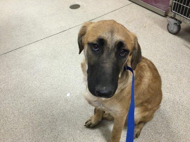 DARLA - Belgian Shepherd Malinois available for adoption