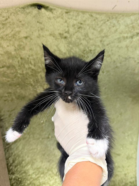ANNIE - Domestic Short Hair available for adoption