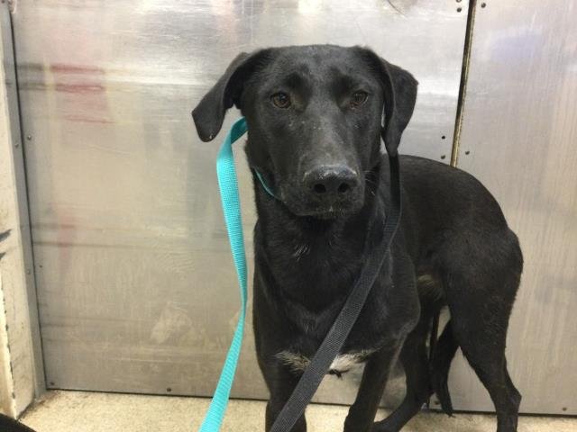 MORENA - Belgian Shepherd Malinois available for adoption