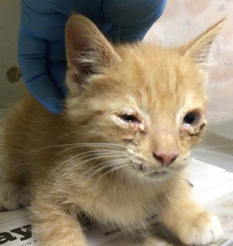 WALLY - Domestic Short Hair available for adoption