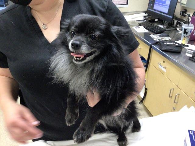 PROFESSOR CRUMBS - Pomeranian available for adoption