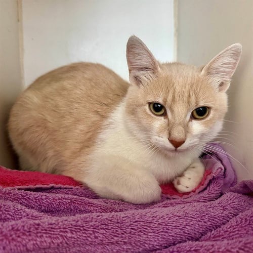 RAIN - Domestic Short Hair available for adoption