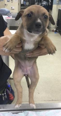 LAYLA - German Shepherd Dog / Australian Cattle Dog/Blue Heeler available for adoption