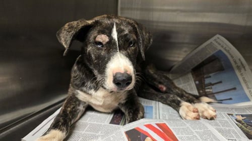 GIA - Pit Bull Terrier available for adoption