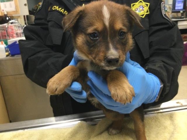 PUMPKIN - Australian Cattle Dog/Blue Heeler available for adoption