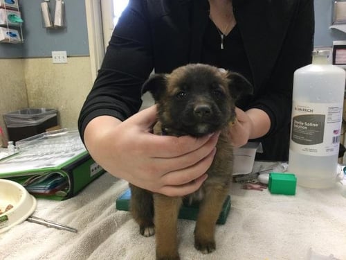 MISTER - Belgian Shepherd Malinois available for adoption