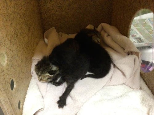 A1913150 - Domestic Short Hair available for adoption