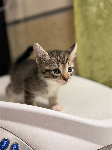 A1916587 - Domestic Short Hair available for adoption
