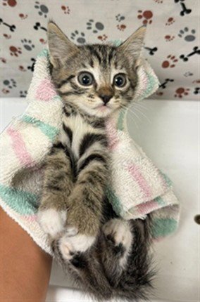 A1934682 - Domestic Short Hair available for adoption