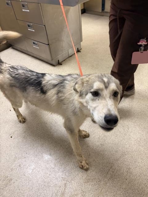 BECKHAM - Husky available for adoption