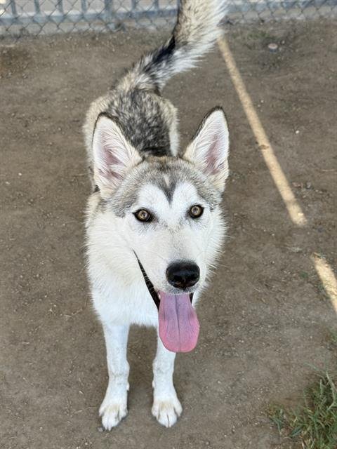 BECKHAM - Husky available for adoption