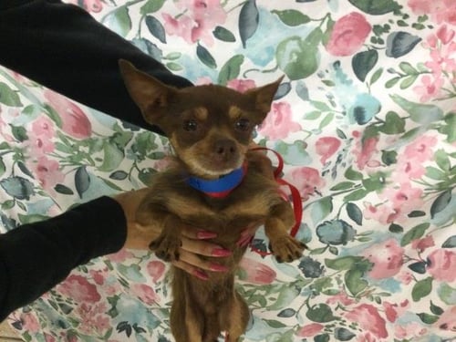 FUSILLI - Chihuahua available for adoption