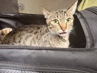 MOMMA - Photo 1