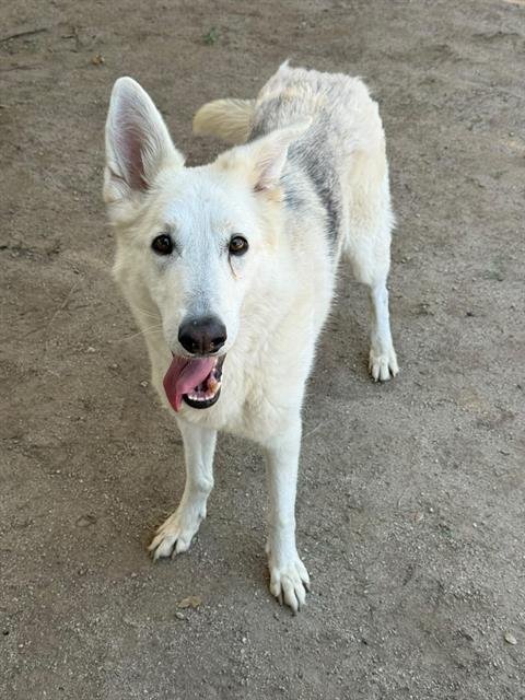 HEIDI - German Shepherd Dog available for adoption