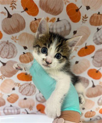 JIFFY - Domestic Short Hair available for adoption