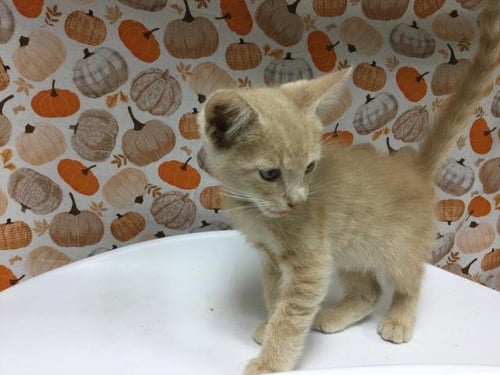 JUPITER - Domestic Short Hair available for adoption