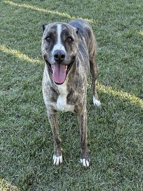 TITAN - Pit Bull Terrier available for adoption