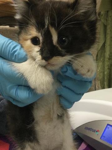 KELLY - Domestic Short Hair available for adoption