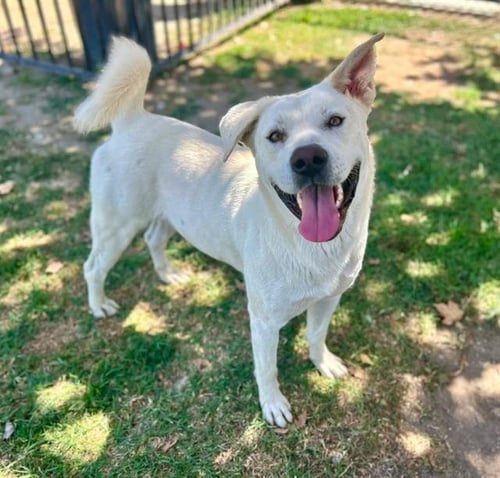 SHAKEY - Labrador Retriever / Akita available for adoption