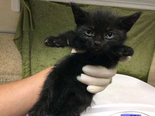 EMO - Domestic Short Hair available for adoption