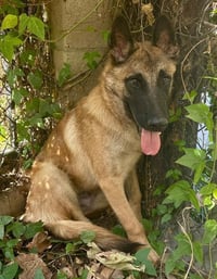LALO - Photo 1