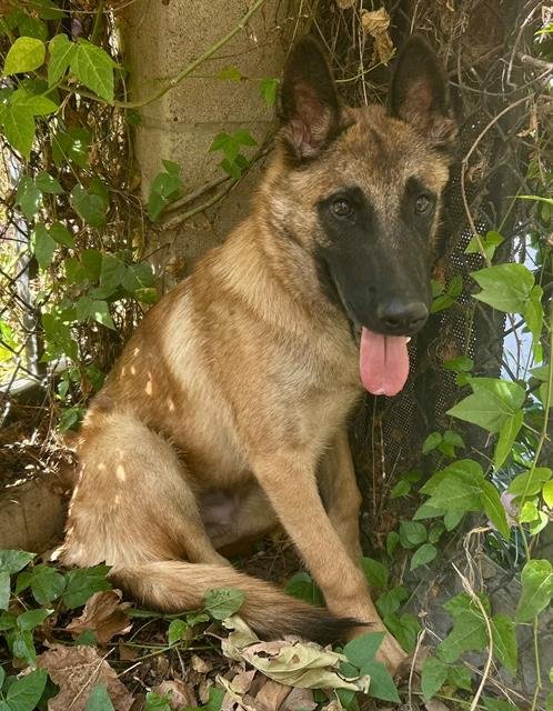 LALO - Belgian Shepherd Malinois available for adoption