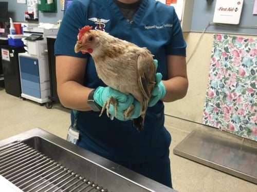 A1912733 - Chicken available for adoption