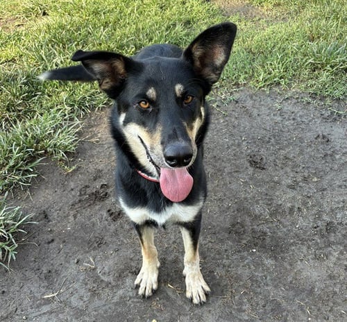 DIAMOND - German Shepherd Dog available for adoption
