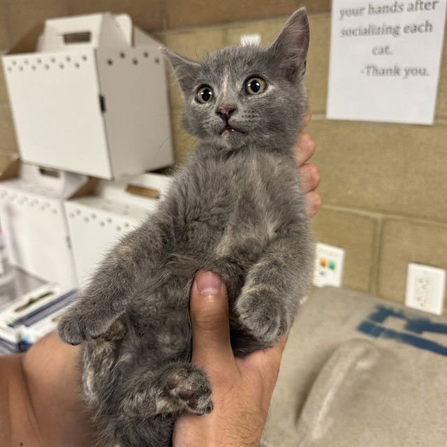 BUBBLES - Domestic Short Hair available for adoption