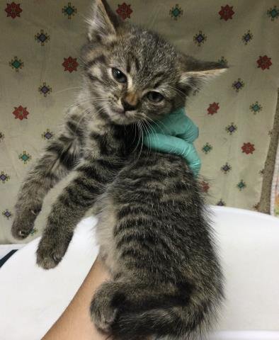 BART - Domestic Short Hair available for adoption