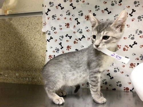TOMMY PICKLES - Domestic Short Hair available for adoption