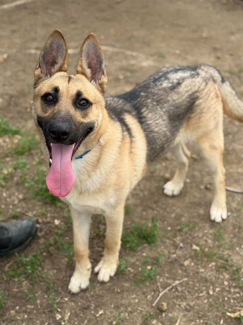 STEVE - German Shepherd Dog available for adoption