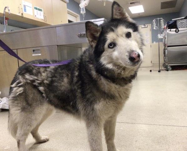 BLANKET - Siberian Husky available for adoption