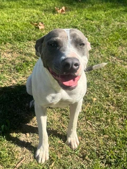 DANICA - Pit Bull Terrier / Terrier available for adoption