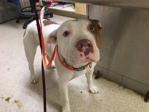 PIGGY - Pit Bull Terrier available for adoption