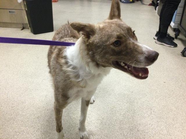 BAMBI - Siberian Husky available for adoption