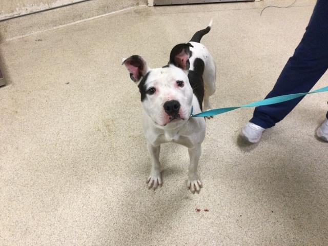 BULLET - Pit Bull Terrier available for adoption