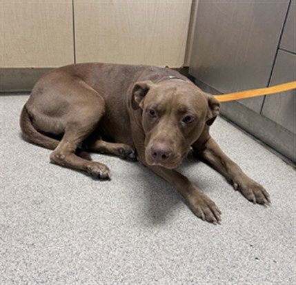 VENUS - Pit Bull Terrier available for adoption
