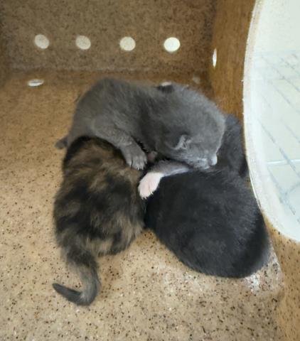 A1934372 - Domestic Short Hair available for adoption